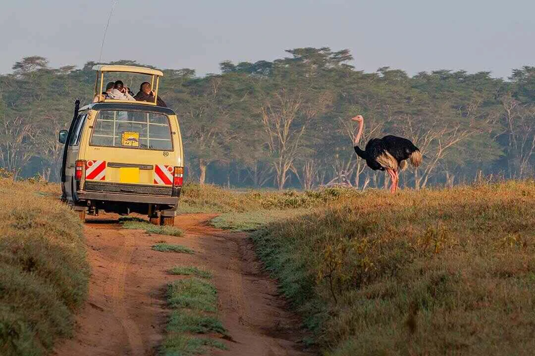 game drive past an ostrich